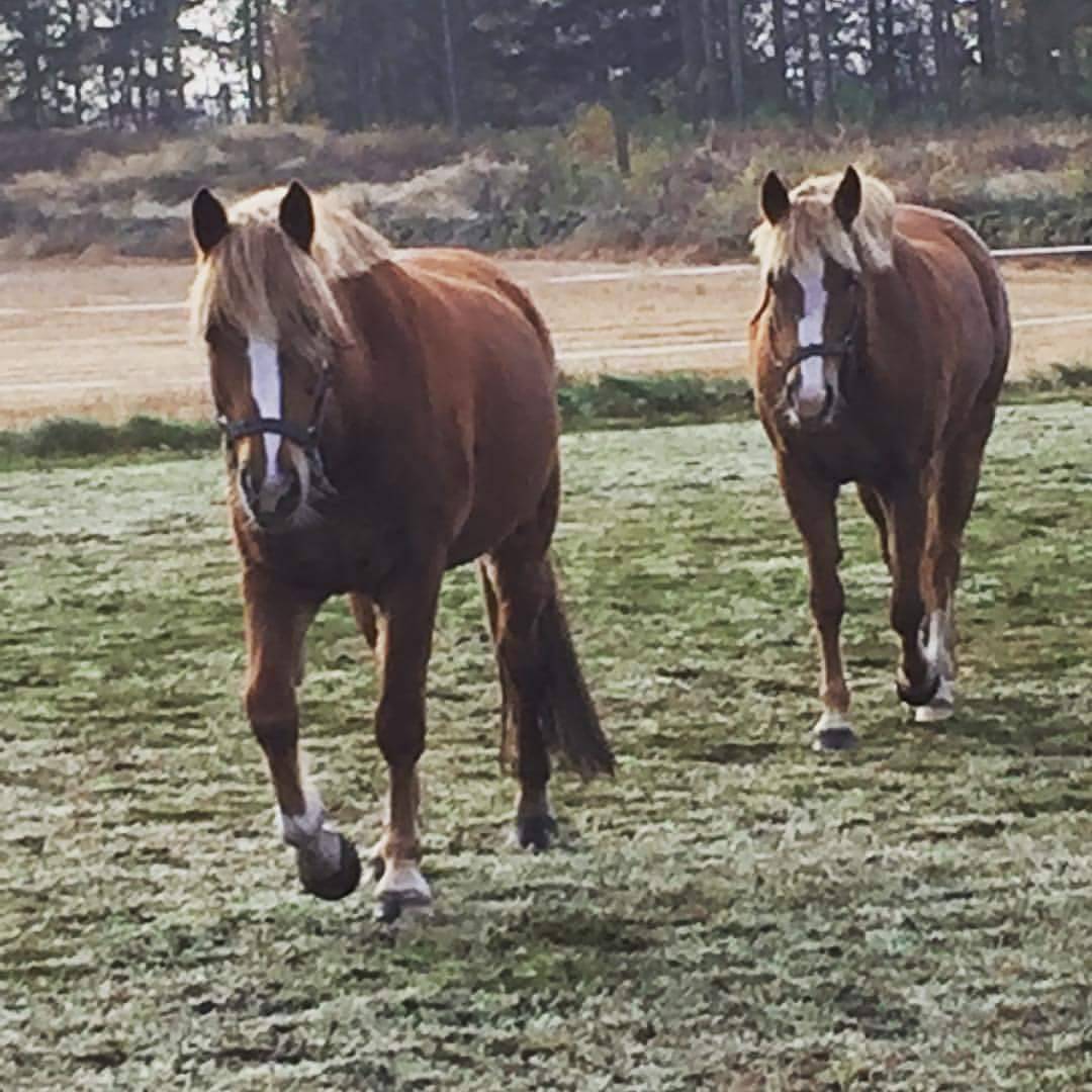 Ängsbackens Brixley  foto: Yvonne Karlsson