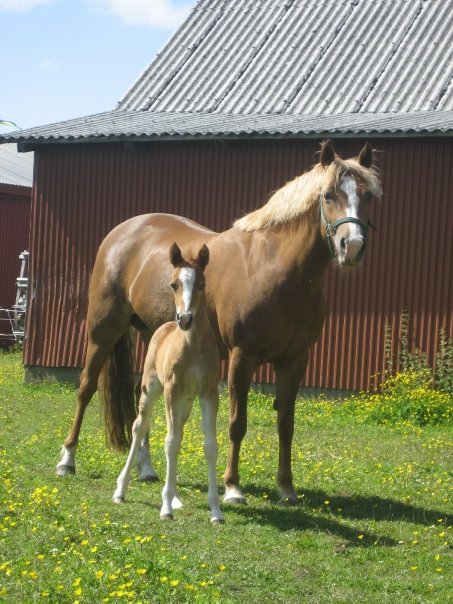 Ängsbackens Brixley  foto: Yvonne Karlsson